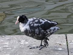 Fulica atra