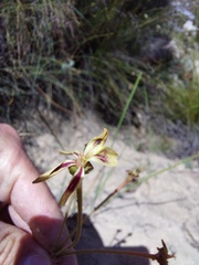 Pelargonium anethifolium