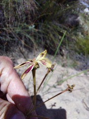 Pelargonium anethifolium