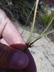 Pelargonium anethifolium