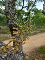 Tridactyle tridentata image