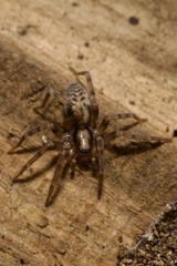 Liocranum rupicola
