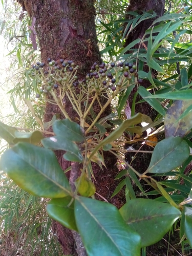 Polyscias fraxinifolia image