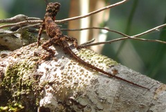 Anolis sulcifrons