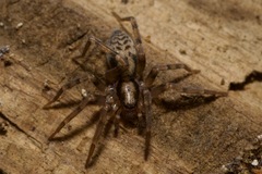 Liocranum rupicola