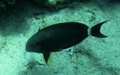 Acanthurus nigricauda