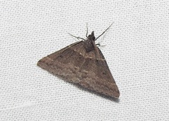 Dichromodes atrosignata