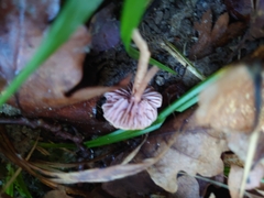 Hydnum rufescens