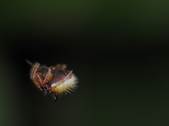 Poecilopachys australasia