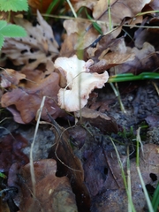 Hydnum rufescens