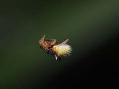 Poecilopachys australasia