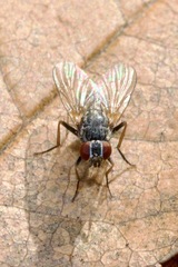 Coenosiinae