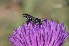 Megachile apicalis