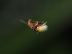 Poecilopachys australasia