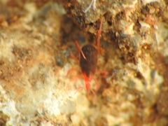 Acariformes