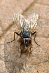 Coenosiinae