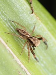 Trite auricoma