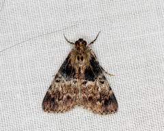Orthaga thyrisalis