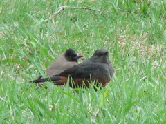 Thamnolaea cinnamomeiventris