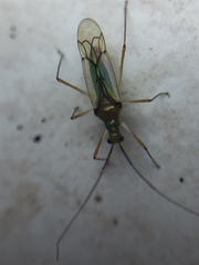 Felisacus elegantulus