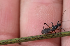 Trachylestes turneri