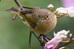 Phylloscopus ibericus