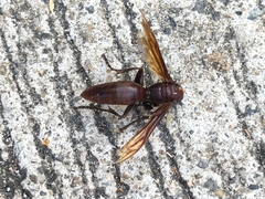 Polistes gigas