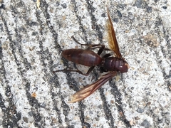 Polistes gigas