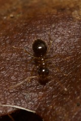 Prenolepis nitens