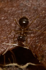 Prenolepis nitens