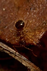 Prenolepis nitens