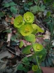 Euphorbia amygdaloides