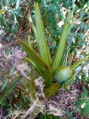 Podocarpus madagascariensis image