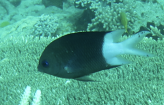 Acanthochromis polyacanthus