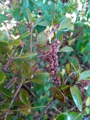 Weinmannia minutiflora