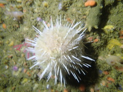 Echinus gilchristi