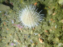 Echinus gilchristi