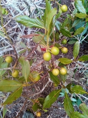 Elaeocarpus corallococcus