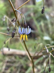Dianella tasmanica