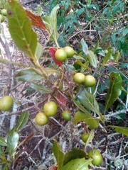 Elaeocarpus corallococcus