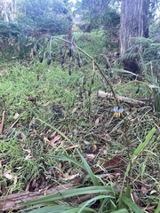 Dianella tasmanica