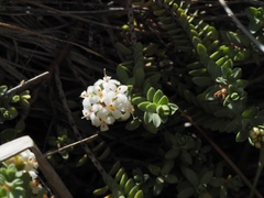 Pimelea prostrata