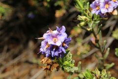 Halgania cyanea, photograph Em Lamond, CC BY, iNaturalist via GBIF