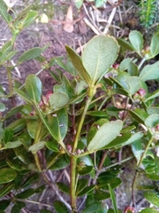 Weinmannia minutiflora