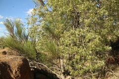 Brachychiton gregorii