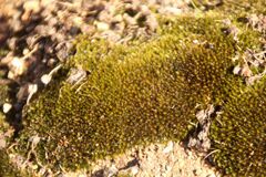 Campylopus australis