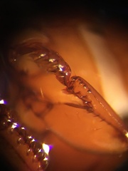 Harpalus pumilus