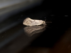 Syncometes vilis