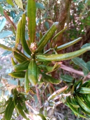 Podocarpus madagascariensis