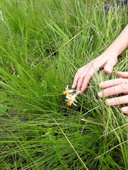Tulbaghia acutiloba